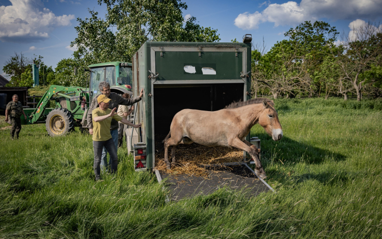 Przewalski-vadlovakat költöztettek a Hortobágyról az Őrségbe