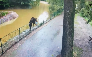 Éjszakánként bejár egy medve a marosvásárhelyi állatkertbe - Videó